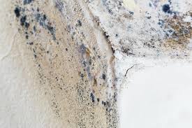 Trusted Milan, OH Mold Removal & Remediation Experts